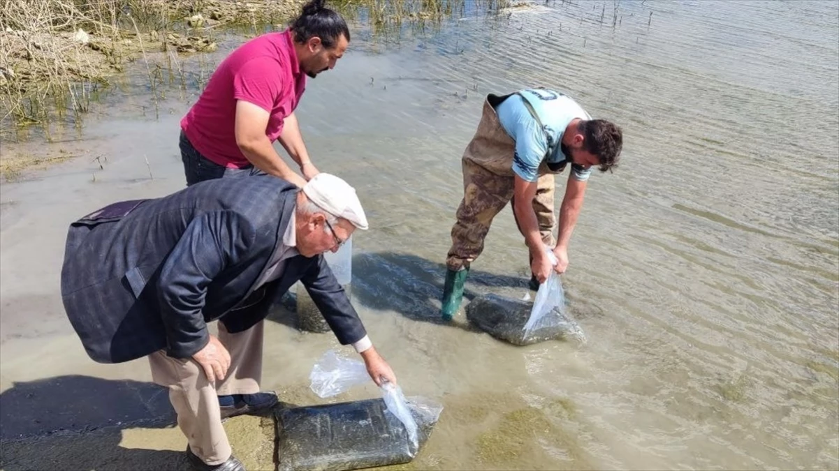 Yozgat’ta Çekerek Barajı’na 700 Bin Yavru Sazan Bırakıldı