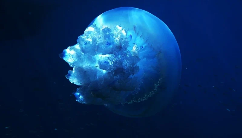 Ayvalık, Altın Palet Sualtı Görüntüleme Türkiye Şampiyonası’na ev sahipliği yapıyor