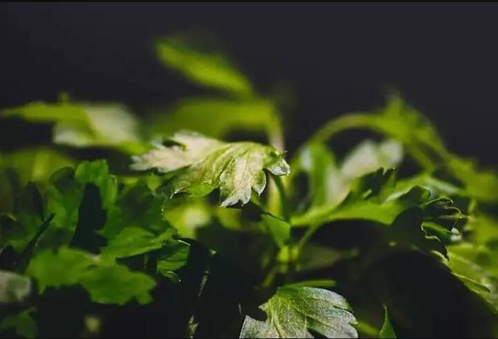 Adeta vücudun “yeniden başlat” tuşu