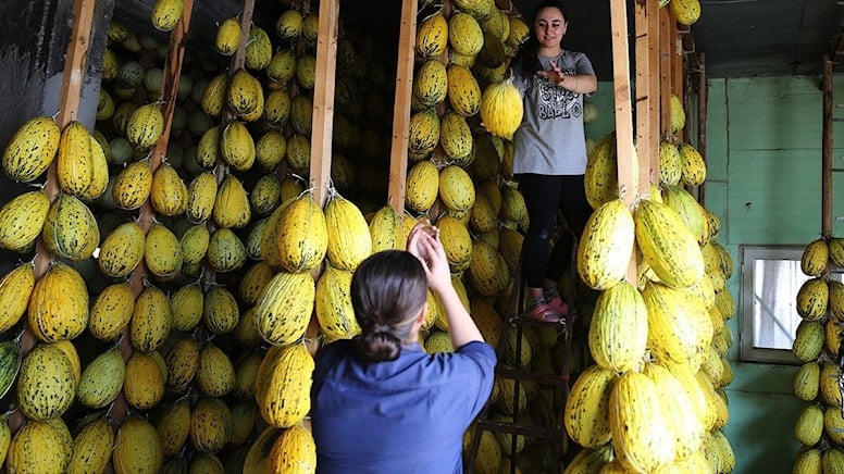 Kırkağaç kavunu ‘askı’da