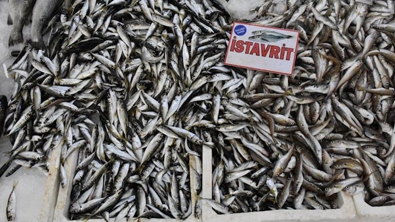 Boy yasağına aykırı avlanan 3 ton istavrite el konuldu, hepsi bağışlanacak