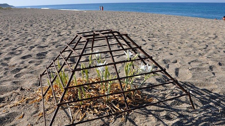 Kum zambakları metal kafeslerle korunuyor