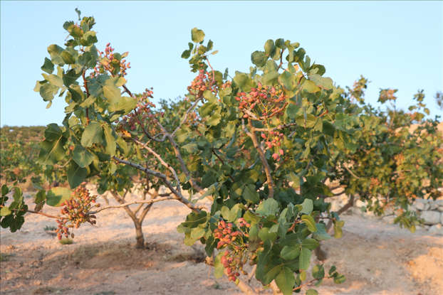 “var yılı”na rağmen Siirt fıstığında kuraklık nedeniyle “yok yılı” yaşanıyor