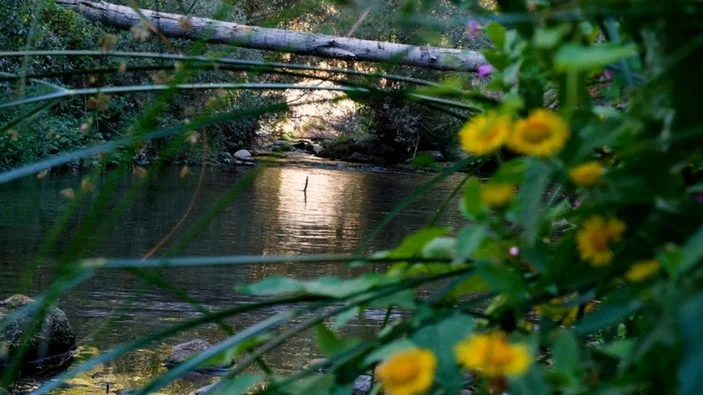 Ihlara Vadisi’ndeki bitki ve hayvan türleri kayıt altına alındı