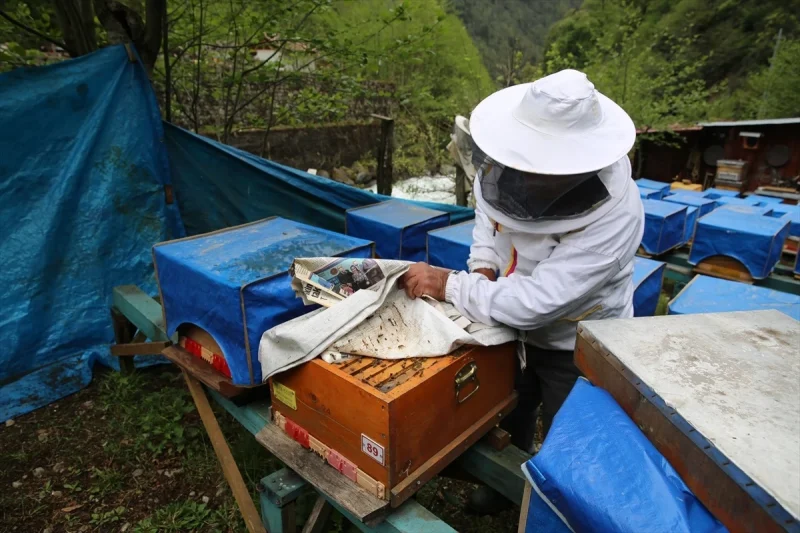 Rize’de coğrafi işaret tescilli Ayder balında üretim 2 tona ulaştı