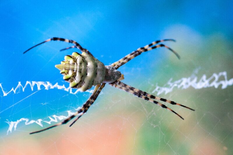 Dünyanın en tehlikeli örümceklerinden “argiope lobata” Türkiye’de görüldü