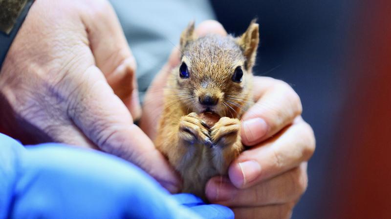 Yuvadan düşen sincap yavrusu hayata tutundu