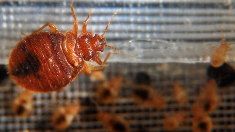 Paris’i tahtakuruları bastı