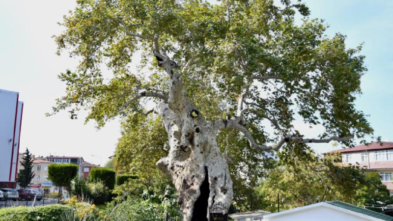 Tarihi çınar ağacı ihtişamıyla 860 yıldır ayakta duruyor