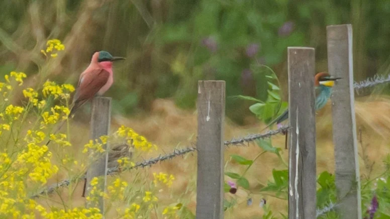 İşte Türkiye’nin 500’üncü kuş türü!