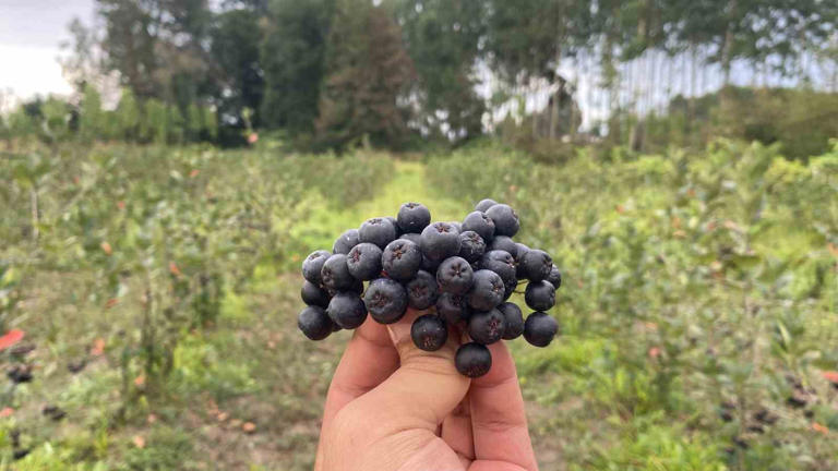 Fındığa alternatif dikti, ilk hasadını yaptı