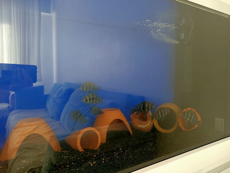 Avanoslu ustanın yaptığı çömlekler akvaryum balıklarına yuva oluyor