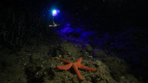 Gece dalışına büyük ilgi