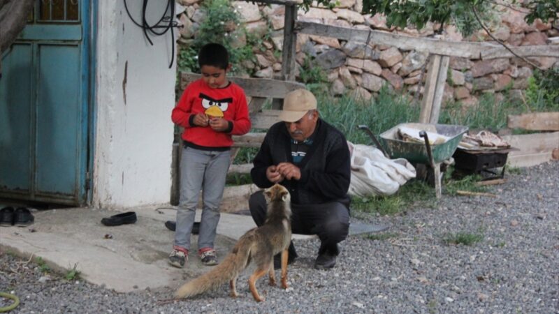 Yanlarına gelen tilkiyi 5 yıldır besliyorlar