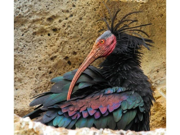 “Kırmızı liste”deki kelaynakların sayısında artış