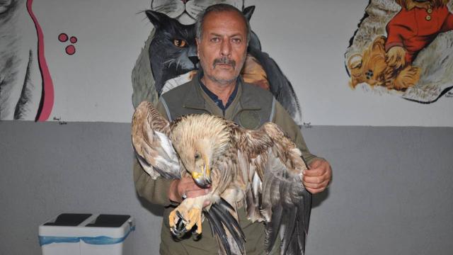 Göç sırasında bitkin düşen şah kartal, korumaya alındı