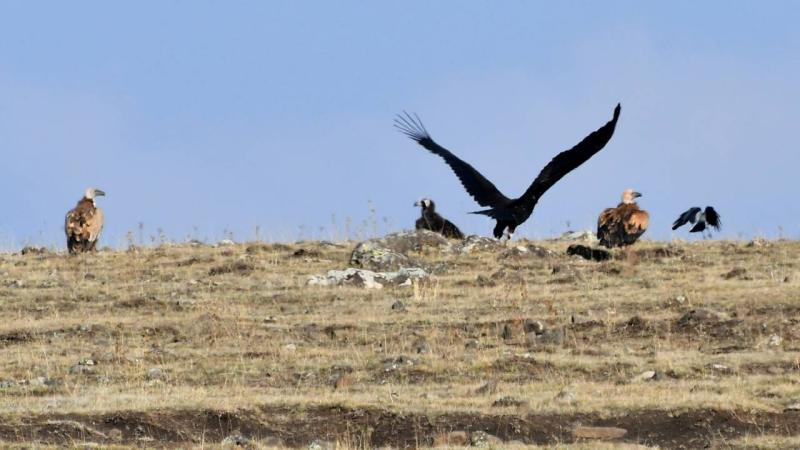 Kars’ta nesli tükenme tehlikesi altında olan kara ve kızıl akbabalar görüntülendi