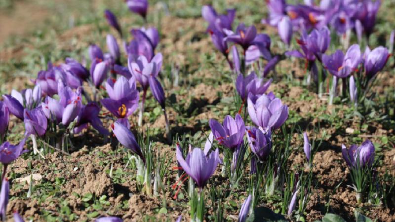 Karabük’te safran hasadı festivalle yapılacak
