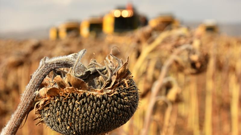 Trakya’da kuraklık ayçiçeğinde büyük verim kaybına neden oldu