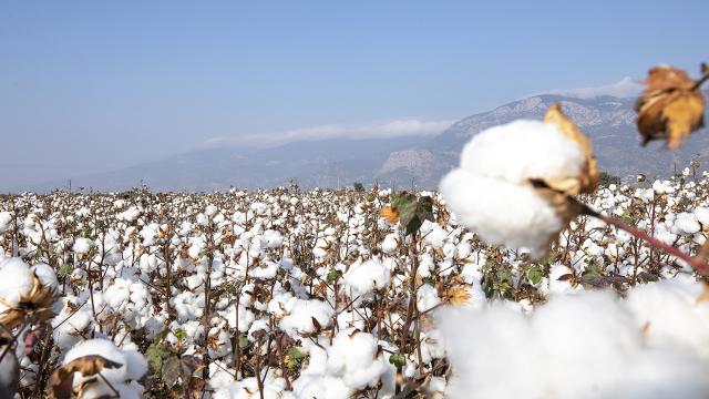 Söke pamuğu tescillendi