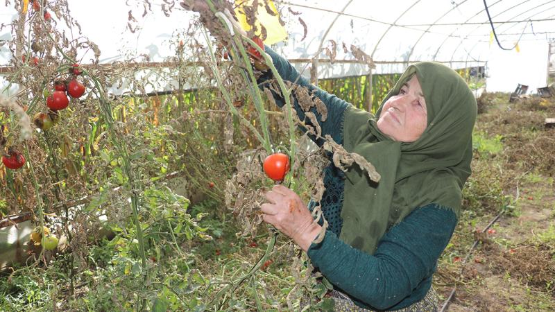 75 yaşındaki Hanife teyze çiftçilikten kopamıyor