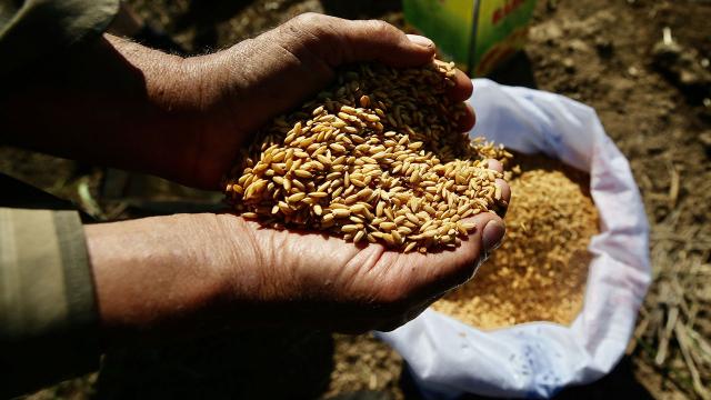 Keban’da çiftçilere yüzde 75 hibeli tohum desteği