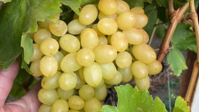 Manisa’da üzüm hasadı örtü altı bağlarda devam ediyor