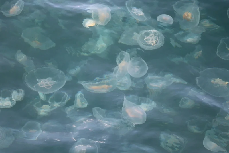 Marmara kıyılarında denizanası yoğunluğu