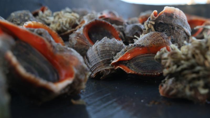 Deniz salyangozu ihracatı geçen seneye göre yüzde 67 arttı