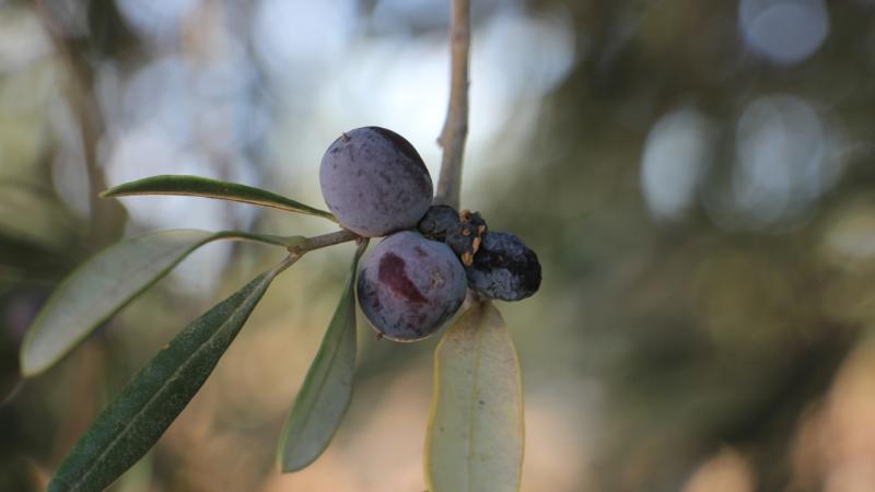 Kilis’te zeytin hasadı başladı