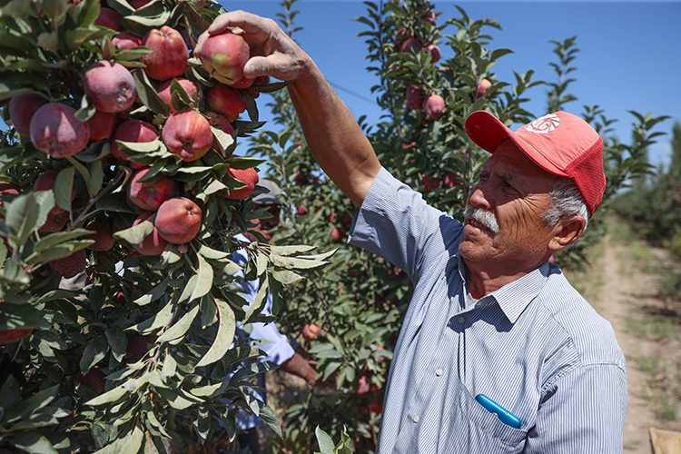 Kayseri’de 36 bin nüfuslu ilçeden 18 ülkeye elma ihracatı