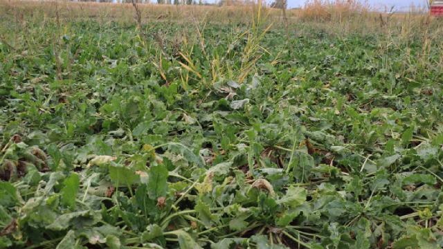 Erzincan Ovası’nda yetiştirilen şeker pancarı 1800 çiftçiye geçim kaynağı oluyor