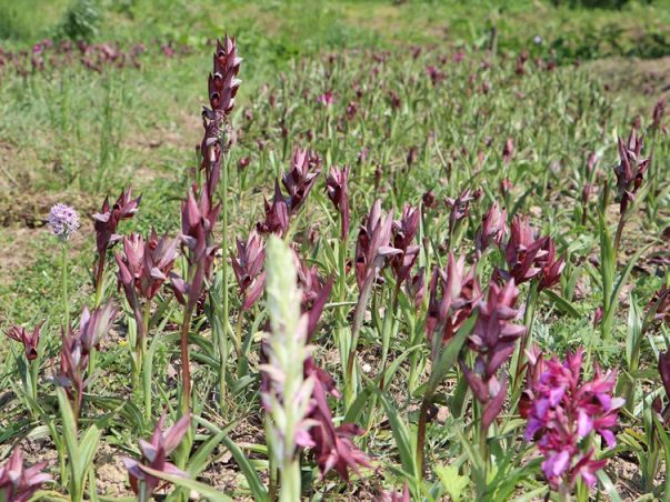 Türkiye’nin genetik hazinesi koruma altında
