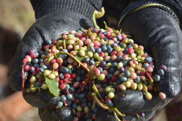 Manisa’da çitlembik hasadı