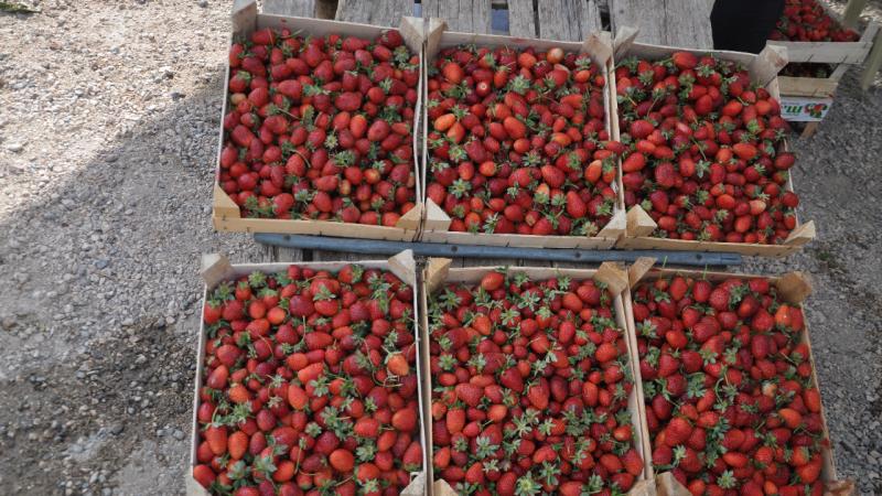 Batman’da coğrafi işaret tescilli Sason çileğinde yılın son hasadı başladı