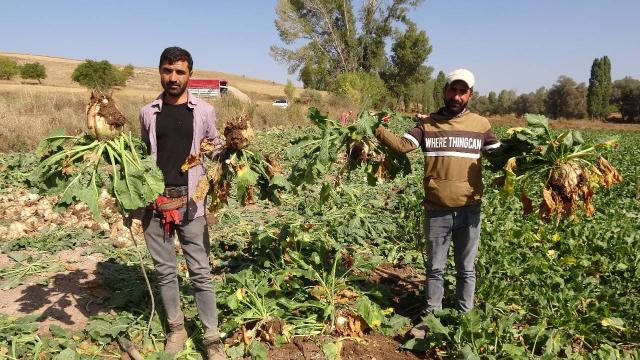Yozgat’ta şeker pancarı hasadı başladı