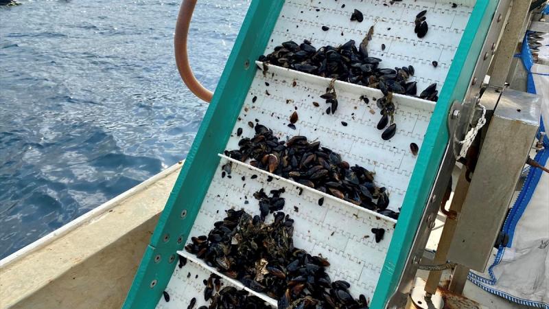 Bandırma’da midye hasadı