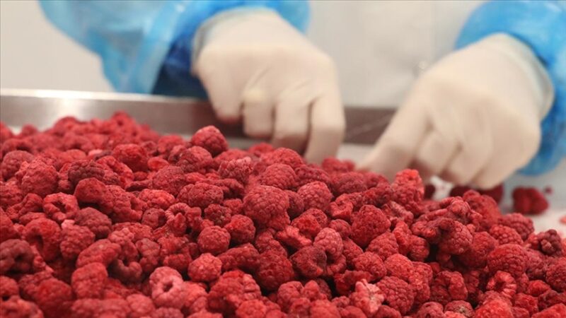 Çankırı’da dondurularak kurutulan sebze ve meyveler 6 ülkeye gönderiliyor