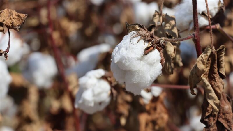 Çukurova’da ekim alanı azalan pamuktan 100 bin ton rekolte bekleniyor