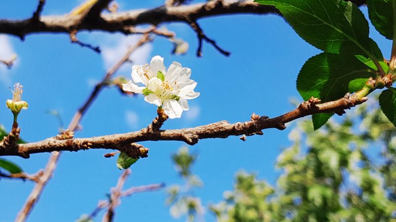 Erik ağacı mevsimleri şaşırdı: Aynı yılda ikinci kez çiçek açtı