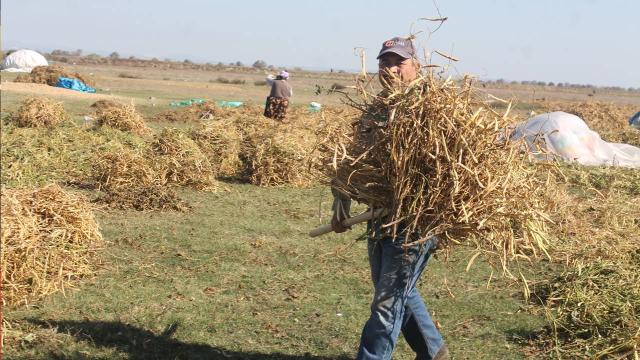Balıkesir’in coğrafi işaretli “Manyas Kazak Fasulyesi”nde hasat başladı