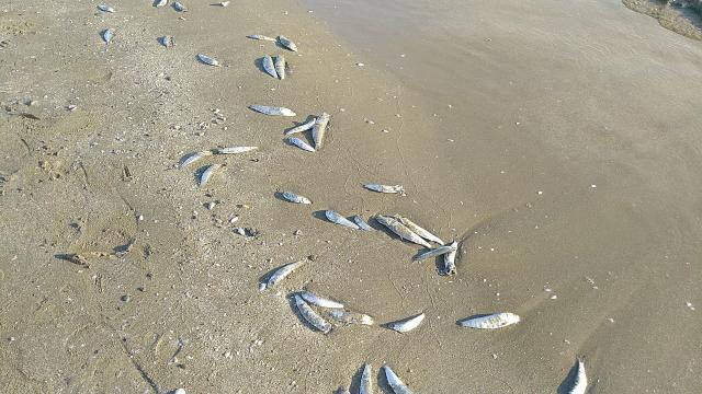 Hatay’da balıklar karaya vurdu
