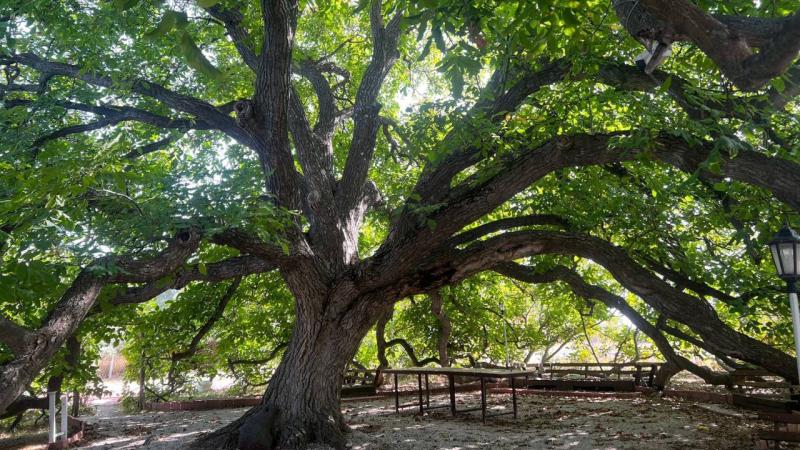Nevşehir’de ceviz ağacının 3 asırlık olduğu tescillendi
