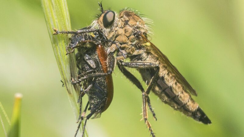 Aslında Yavaş Uçmalarına Rağmen Neden Sinekleri Yakalamakta Zorlanırız?
