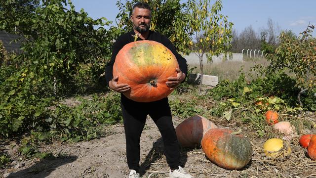 Nevşehir’de 40 kilogramlık bal kabakları yetişiyor