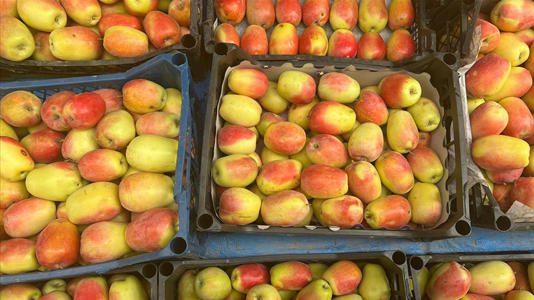 Kars’ta coğrafi işaretli “uzun elma”da hasat dönemi başladı