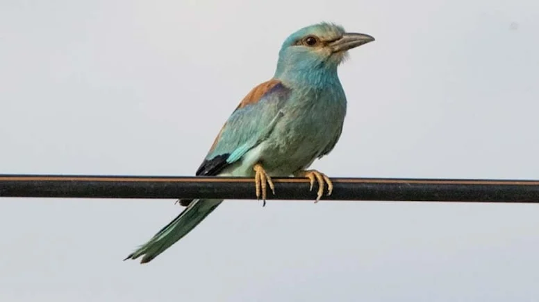 Aras Kuş Cenneti’nde kuş halkalama sayısı 170 bini geçti