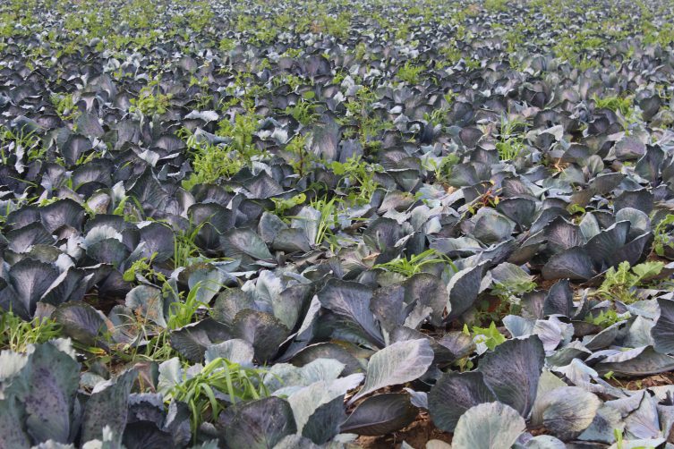 Bafra Ovası’nda kırmızılahanada 200 bin ton üzeri rekolte bekleniyor