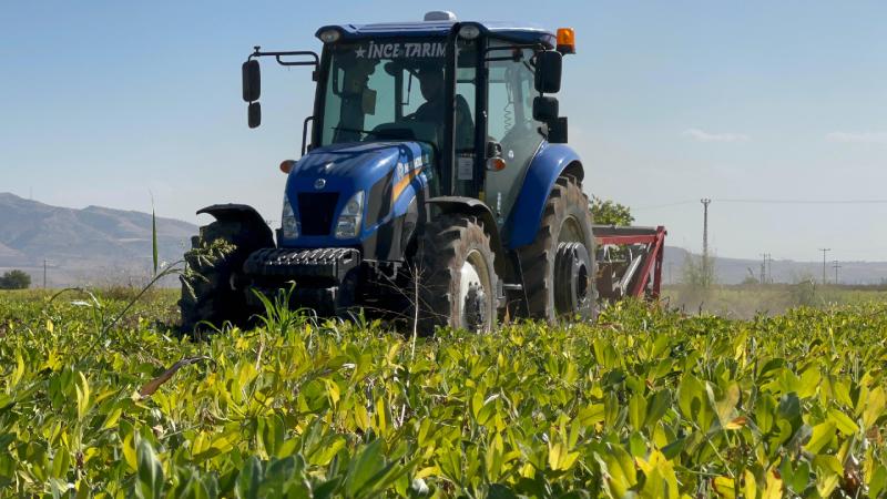 Silopi’de yer fıstığı hasadı başladı