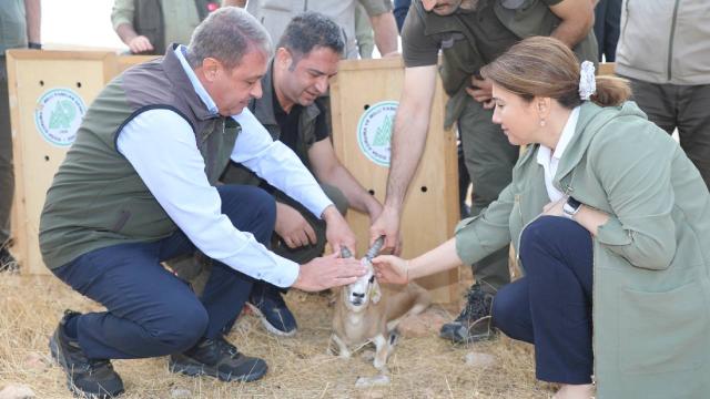 Şanlıurfa dağlarındaki ceylan sayısı 413’e ulaştı